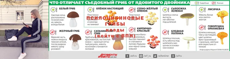 ОМГ ОМГ tor  Губаха  Псилоцибиновые грибы Psilocybine cubensis 