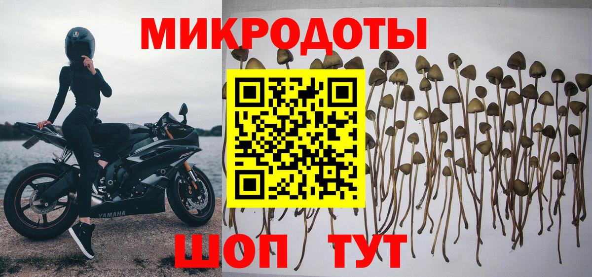Галлюциногенные грибы Psilocybe  Псилоцибиновые грибы MAGIC MUSHROOMS  Губаха 